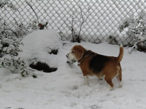 Snow dog Blake